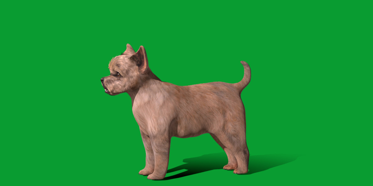 Cairn Terrier Dog Low-poly 3D model_2