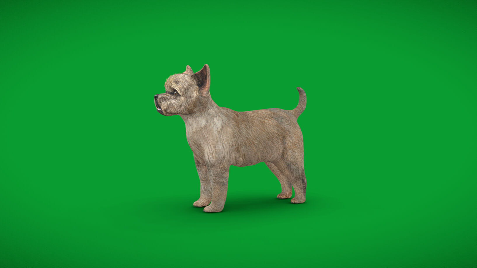 Cairn Terrier Dog Low-poly 3D model_33
