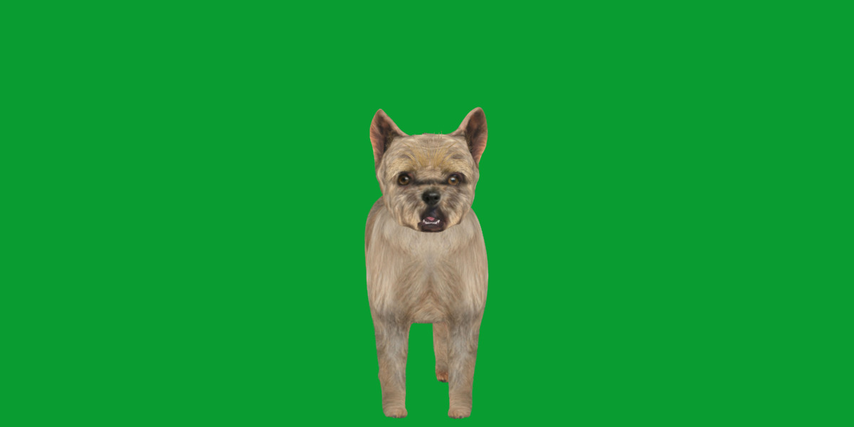 Cairn Terrier Dog Low-poly 3D model_14
