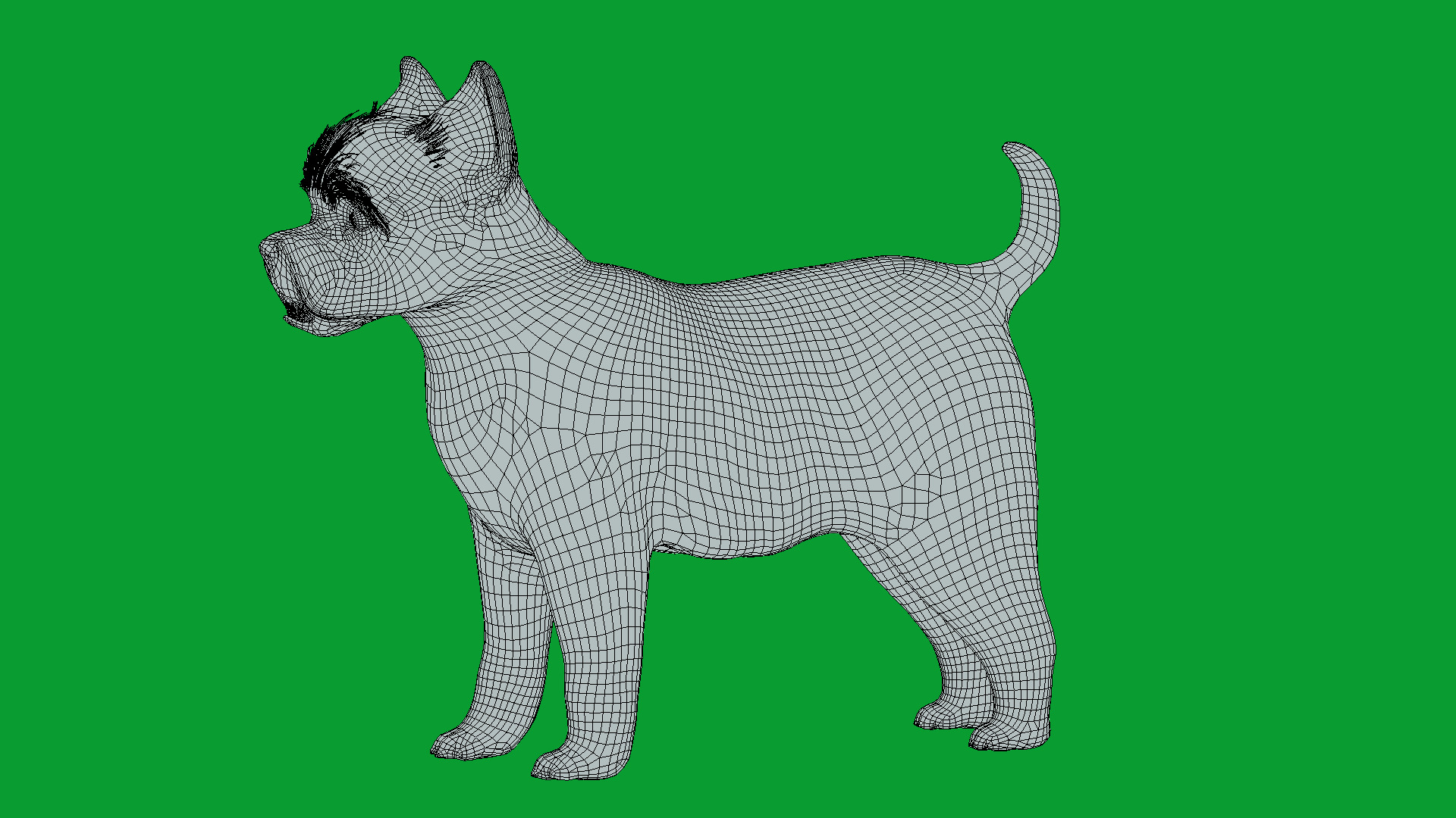 Cairn Terrier Dog Low-poly 3D model_26