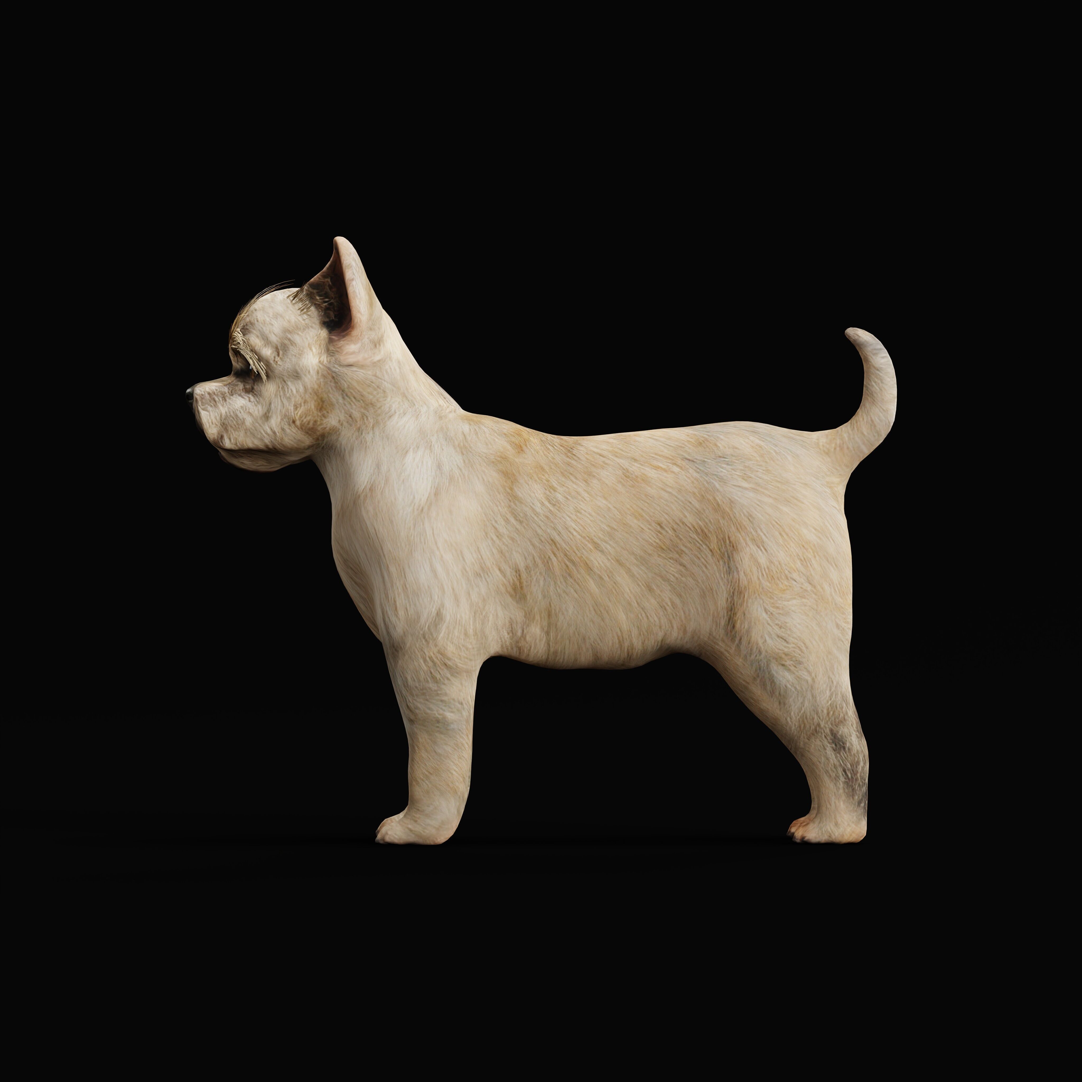 Cairn Terrier Dog Low-poly 3D model_36