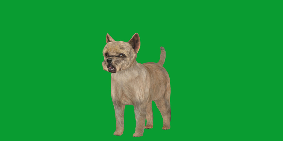 Cairn Terrier Dog Low-poly 3D model_20