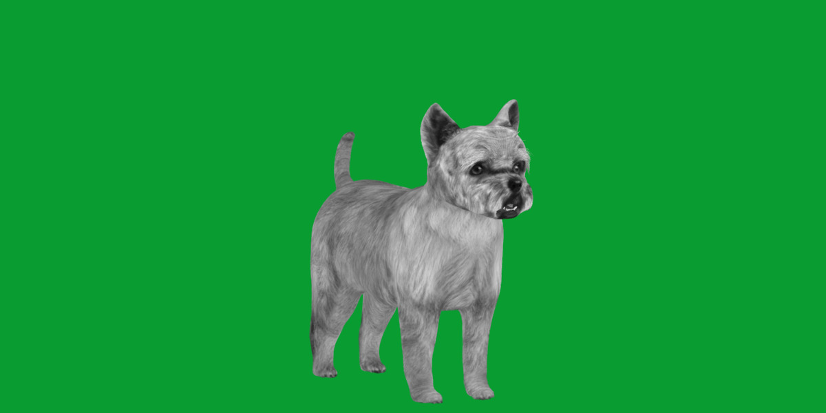 Cairn Terrier Dog Low-poly 3D model_5