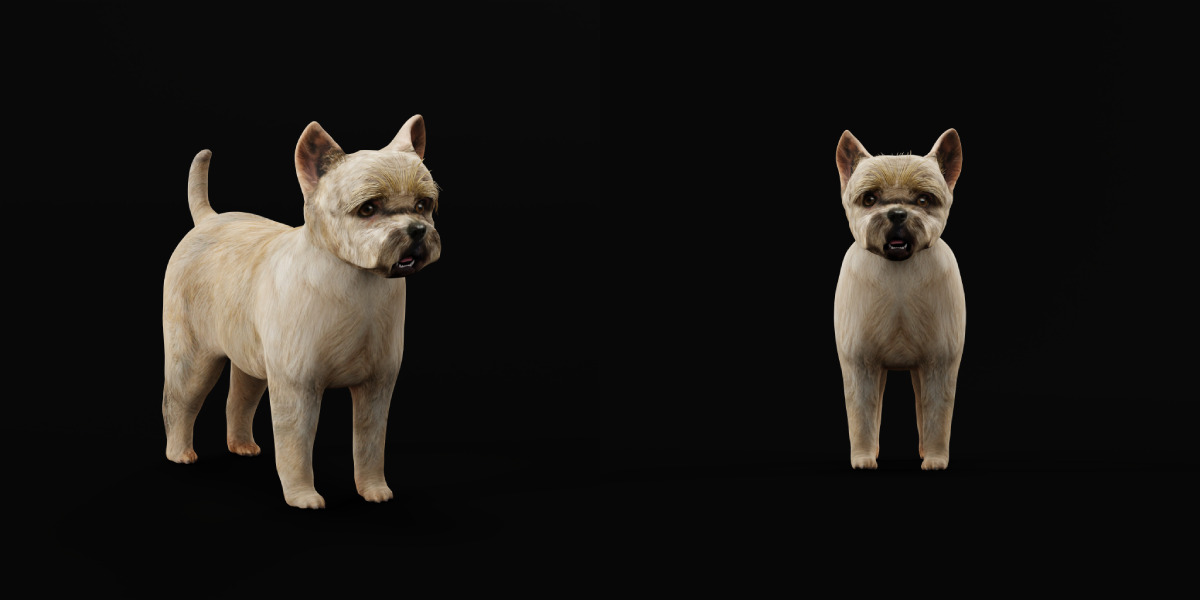 Cairn Terrier Dog Low-poly 3D model_13