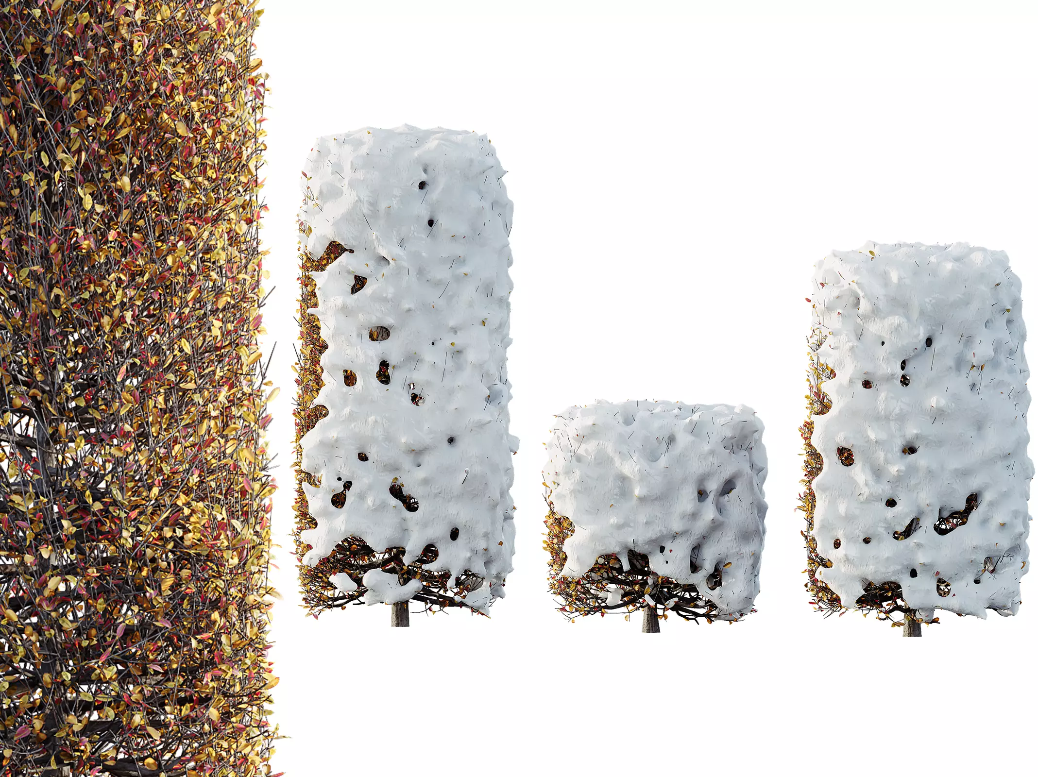 AV Plants Ligustrum Quihoui Privet Pruned Box Winter Snow 3D model