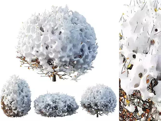 AV Plants Ligustrum Quihoui Privet Pruned Sphere Winter Snow 3D model