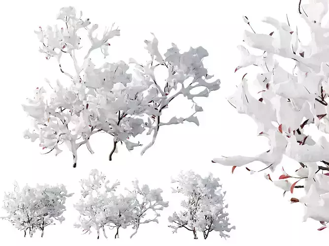 AV Plants Myrica Pennsylvania Bayberry Candleberry Winter 3D model