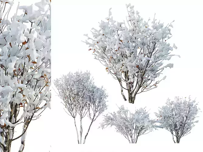 AV Plants Myrtle White flower Winter Snow 3D model