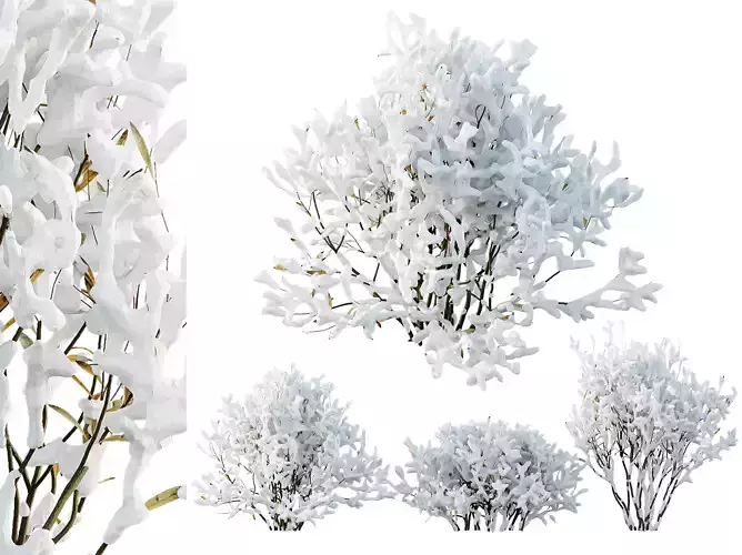 AV Plants Nerium Oleander Laurier Rose Pink Flower Winter Snow 3D model