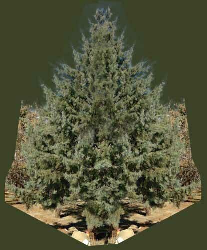 arazi - land - plot 3D model_18