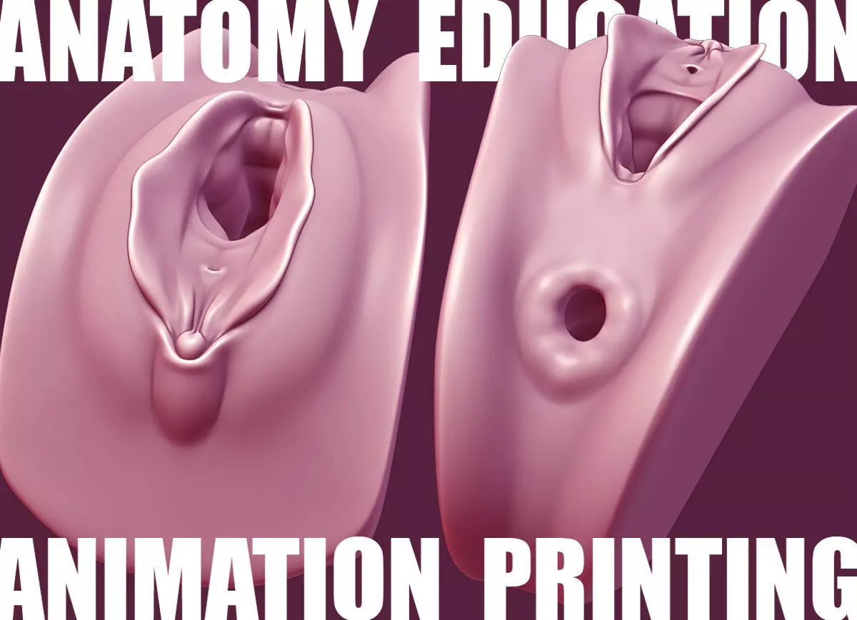 Female Genital Anatomy A-6 Low-poly 3D model_0