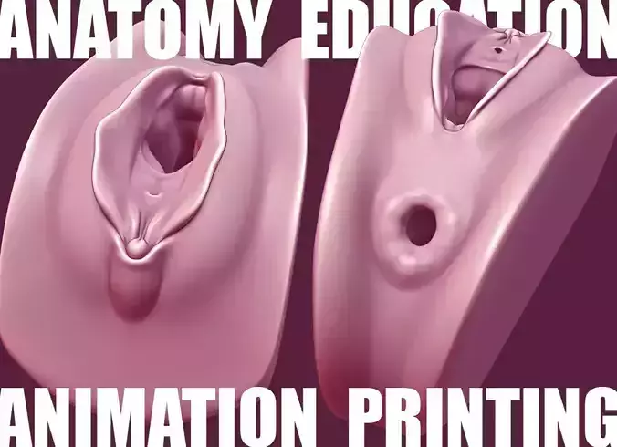 Female Genital Anatomy A-6 Low-poly 3D model Female Genital Anatomy A-6 Low-poly 3D model