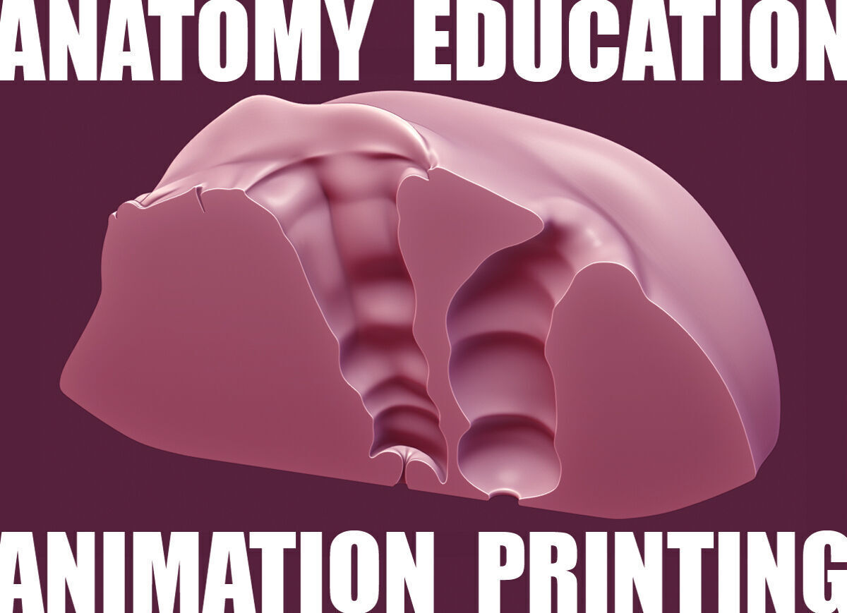 Female Genital Anatomy A-6 Low-poly 3D model_2