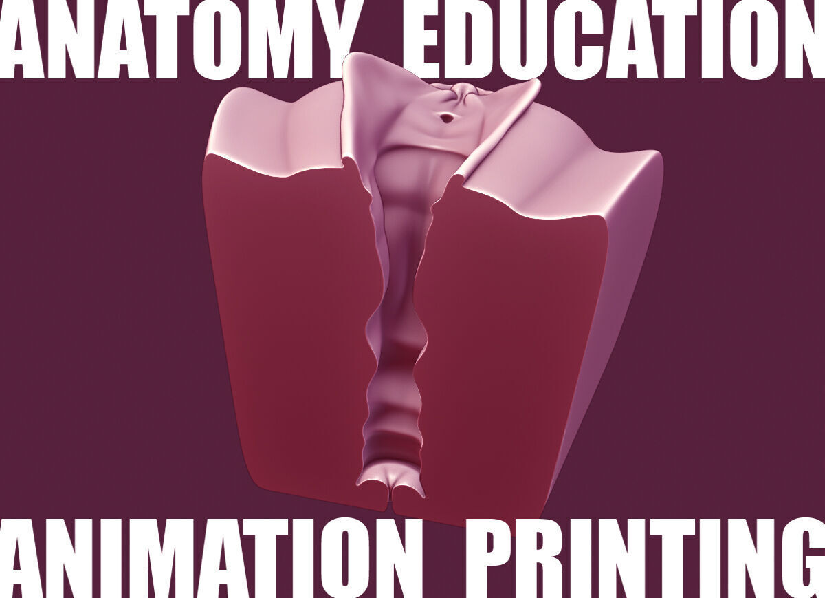 Female Genital Anatomy A-6 Low-poly 3D model_3