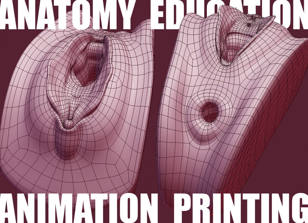 Female Genital Anatomy A-6 Low-poly 3D model_5