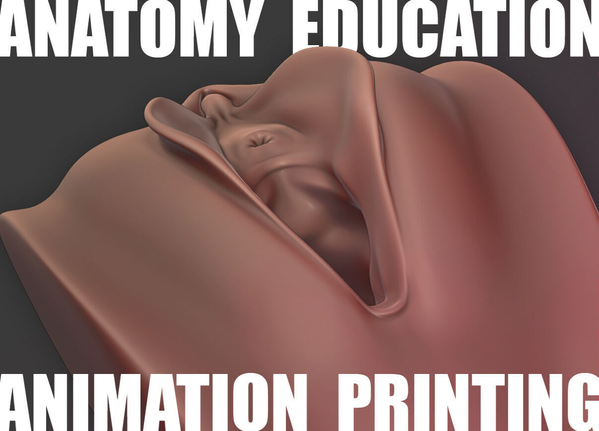 Female Genital Anatomy A-7 Low-poly 3D model_4