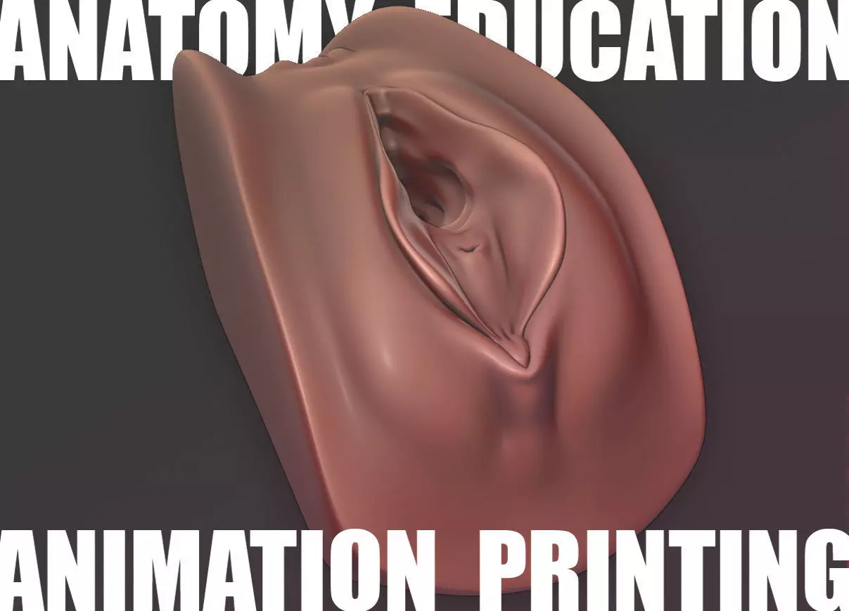 Female Genital Anatomy A-7 Low-poly 3D model_0