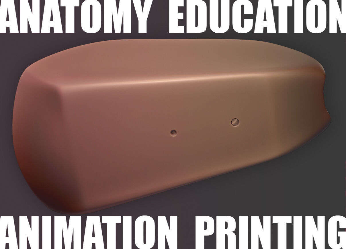 Female Genital Anatomy A-7 Low-poly 3D model_5
