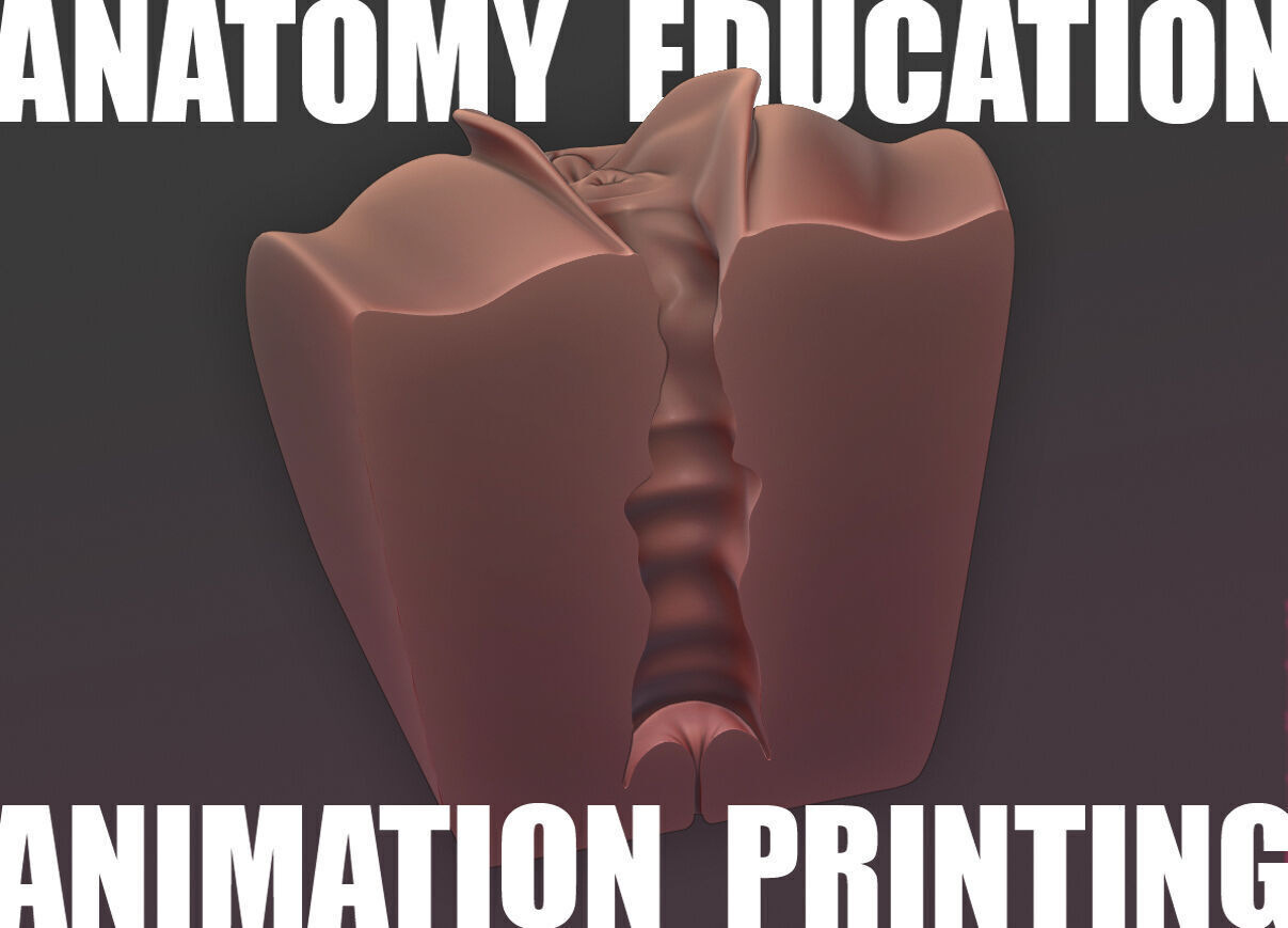 Female Genital Anatomy A-7 Low-poly 3D model_3
