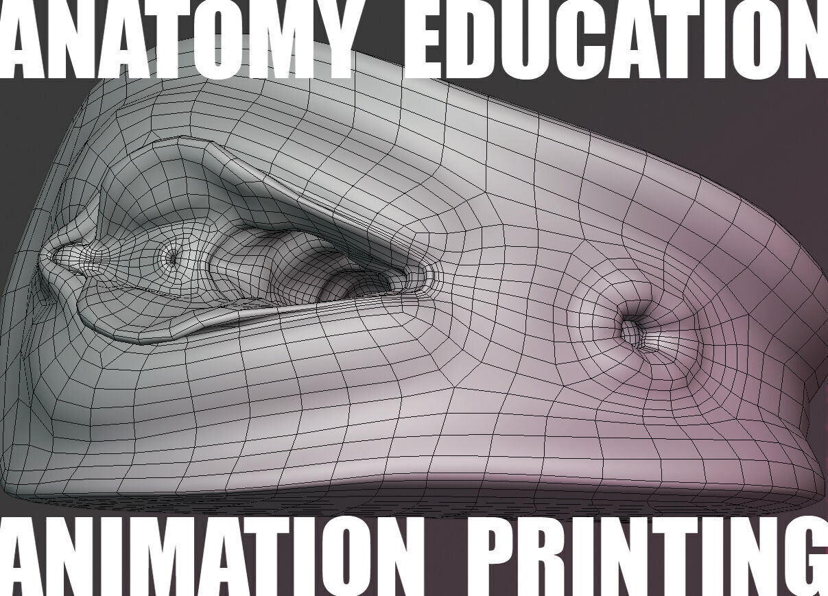 Female Genital Anatomy A-7 Low-poly 3D model_6