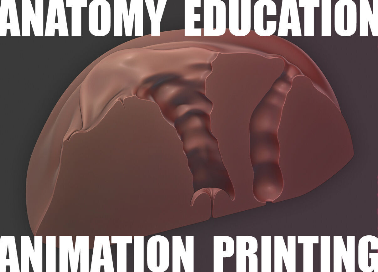 Female Genital Anatomy A-7 Low-poly 3D model_2