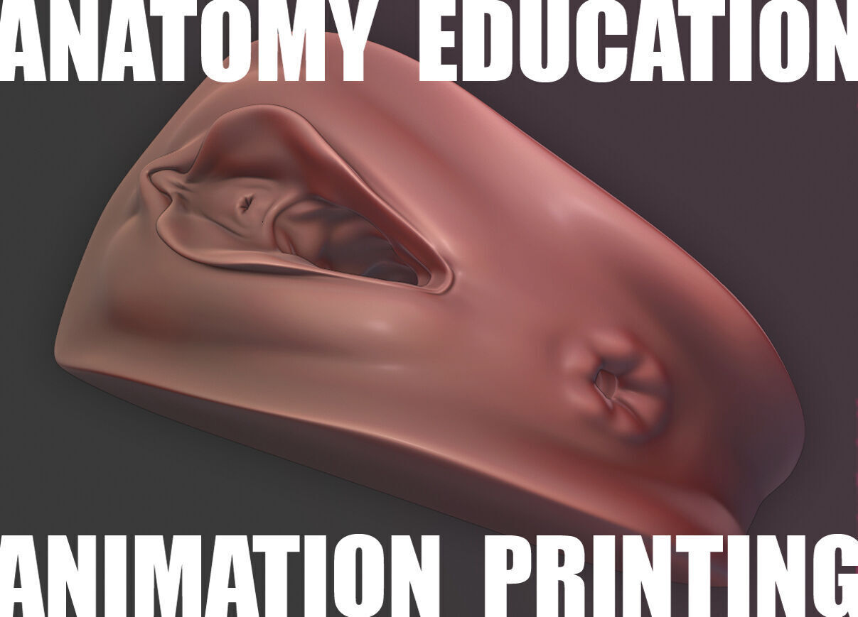 Female Genital Anatomy A-7 Low-poly 3D model_1