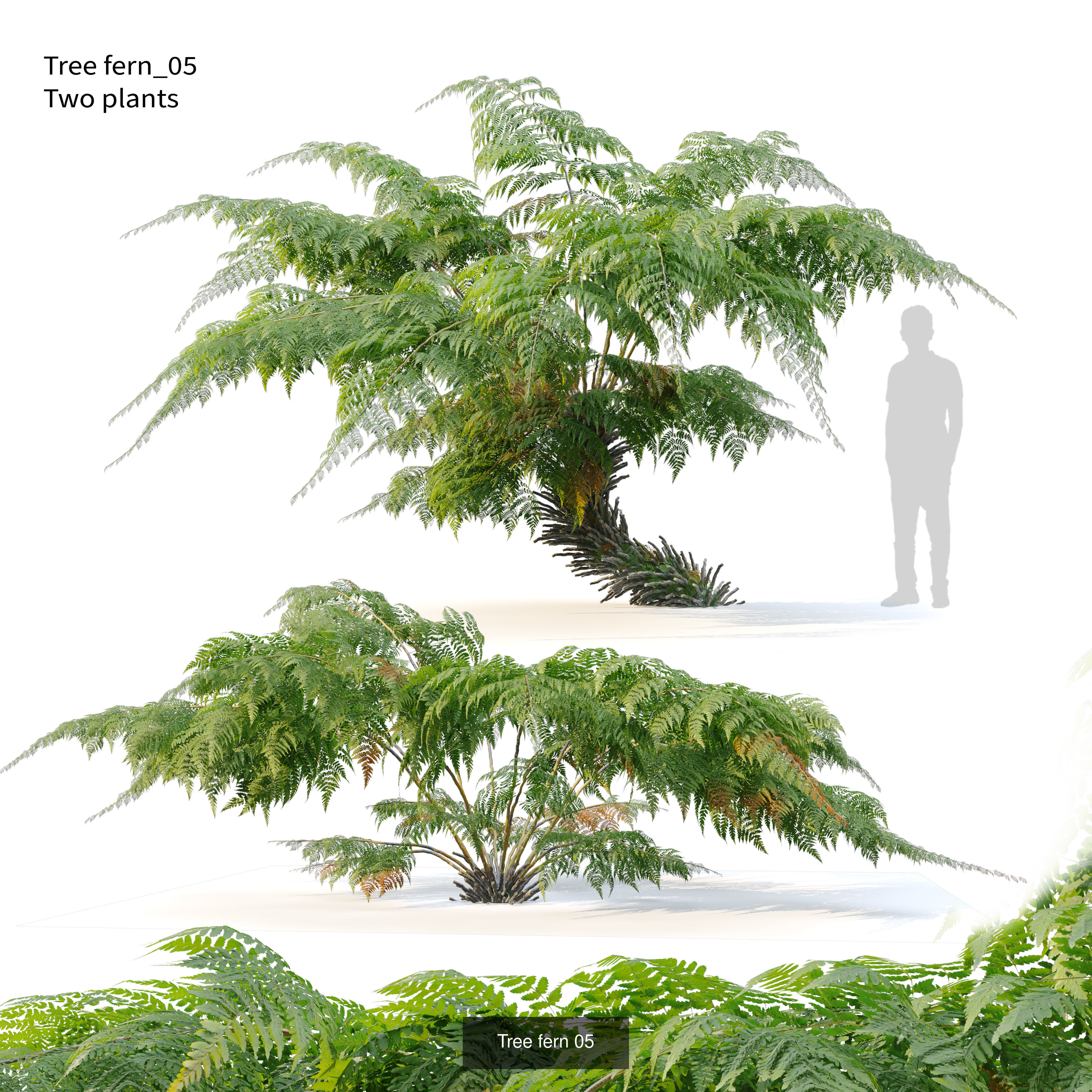 Tropical plants 3D Model Collection_4