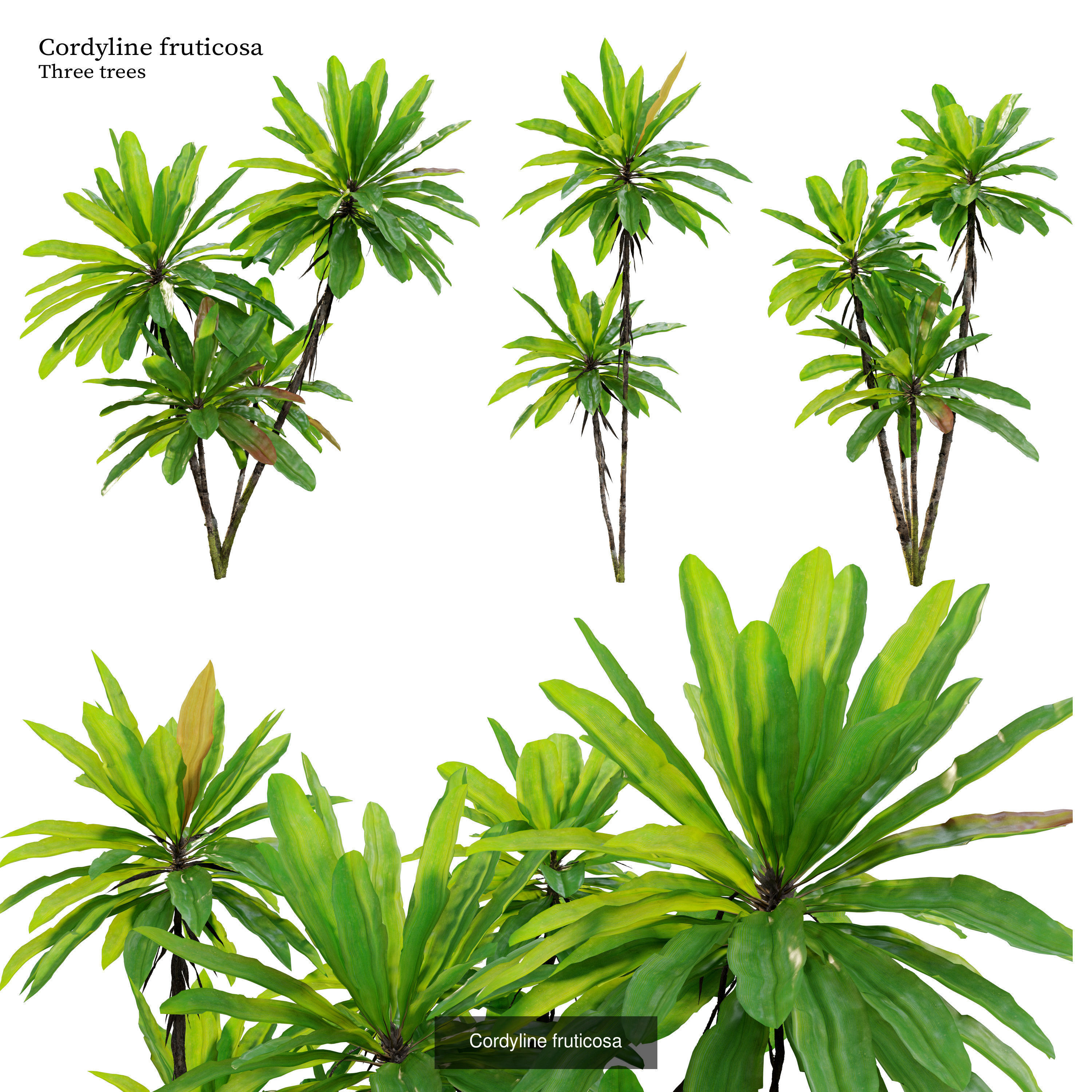 Tropical plants 3D Model Collection_8