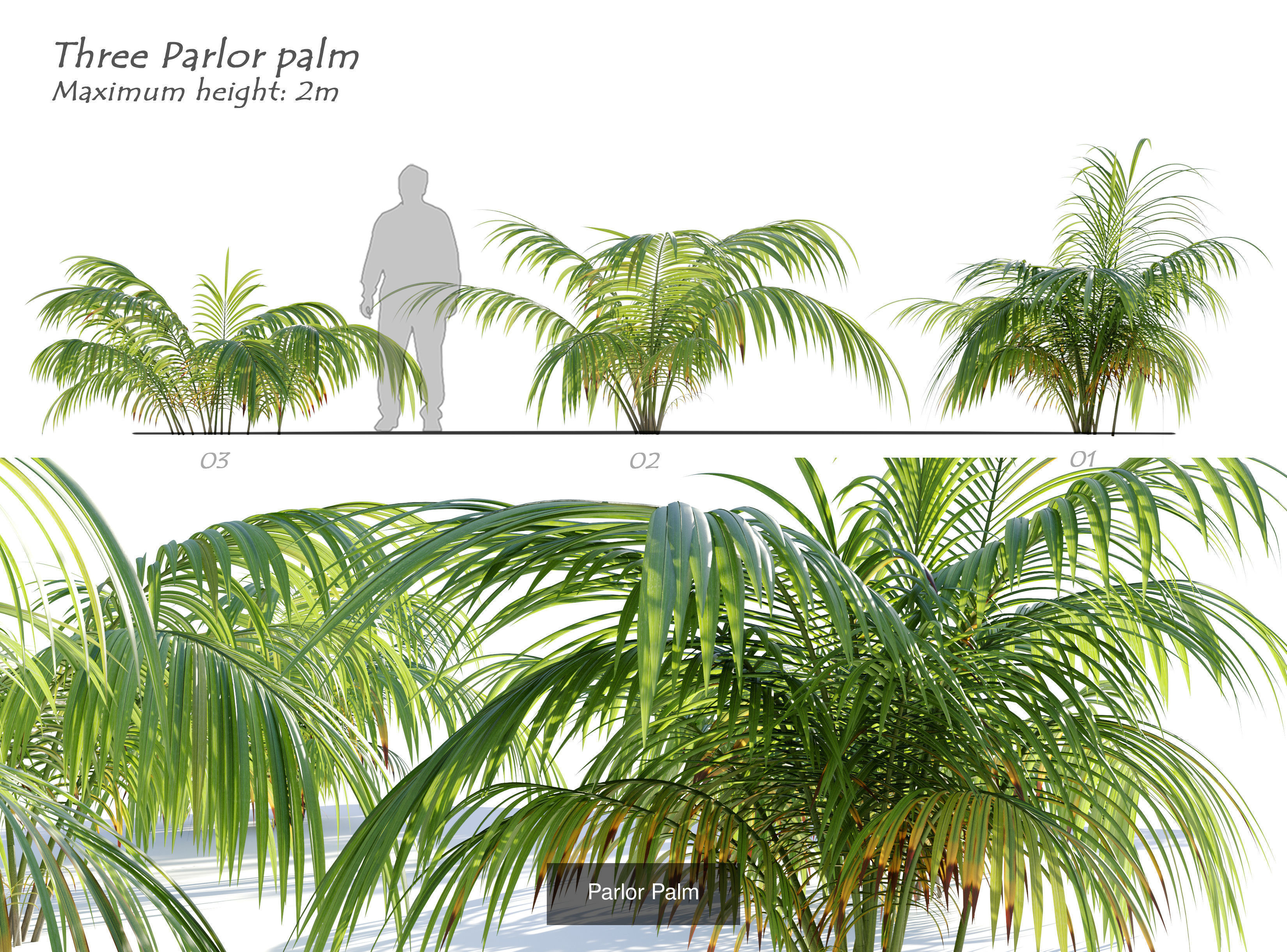 Tropical plants 3D Model Collection_10