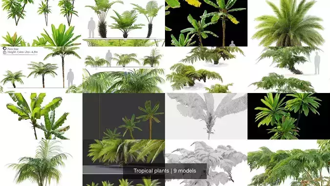 Tropical plants
