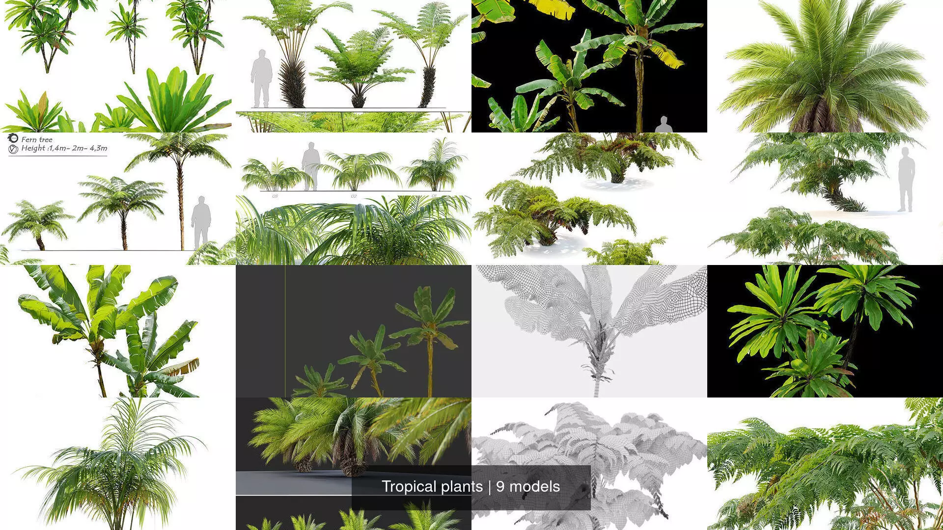 Tropical plants 3D Model Collection_1