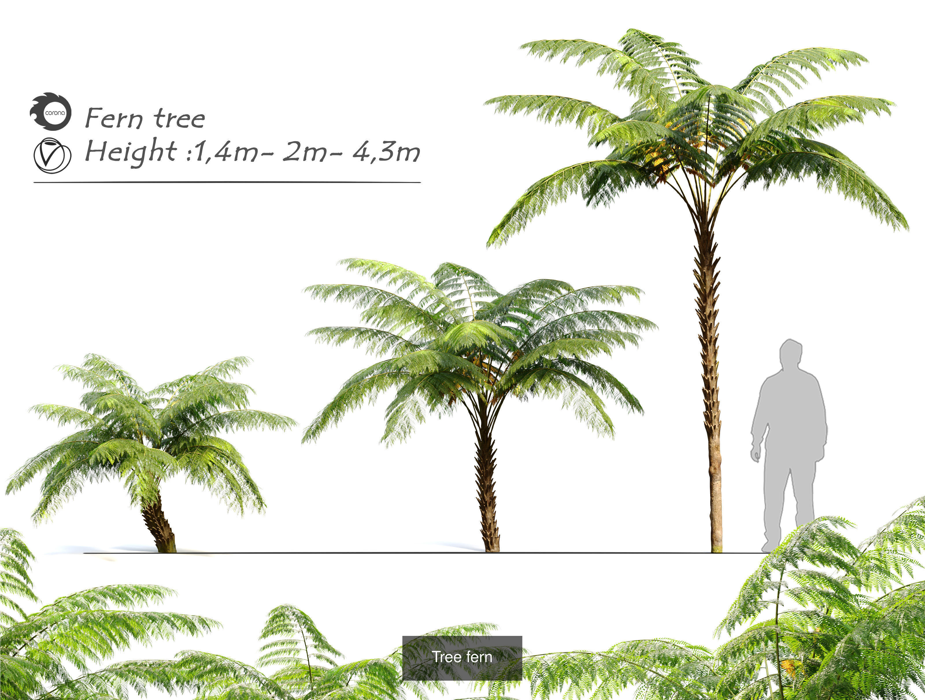 Tropical plants 3D Model Collection_6