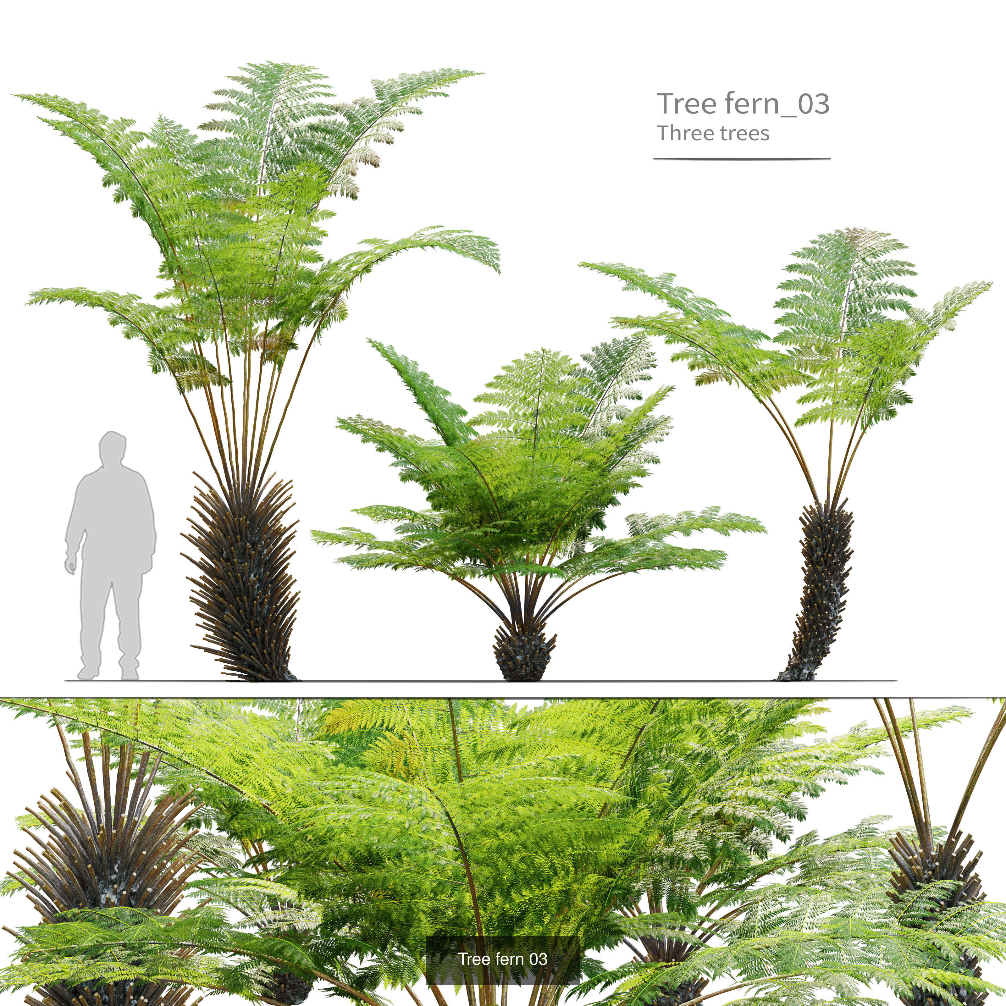 Tropical plants 3D Model Collection_5