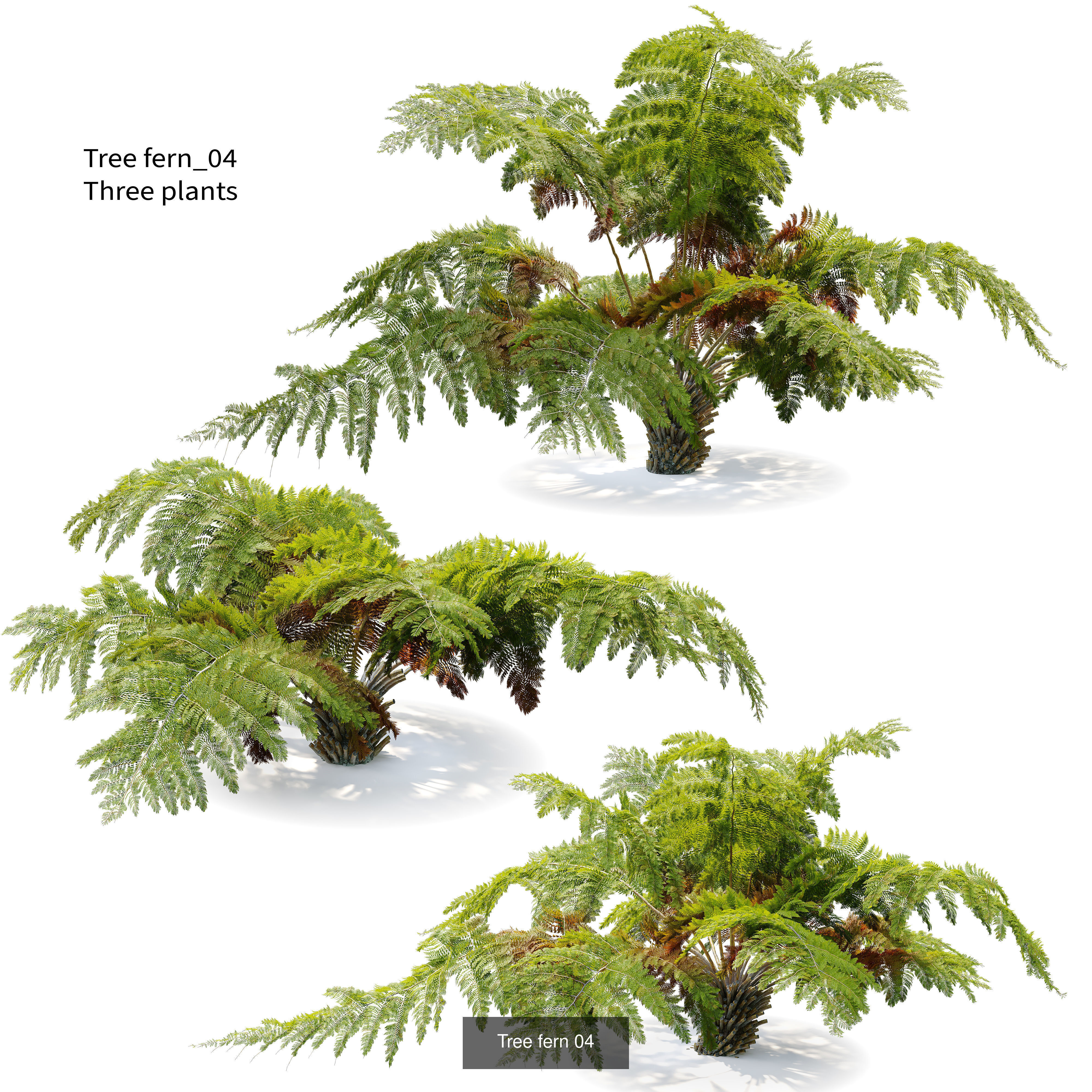Tropical plants 3D Model Collection_7