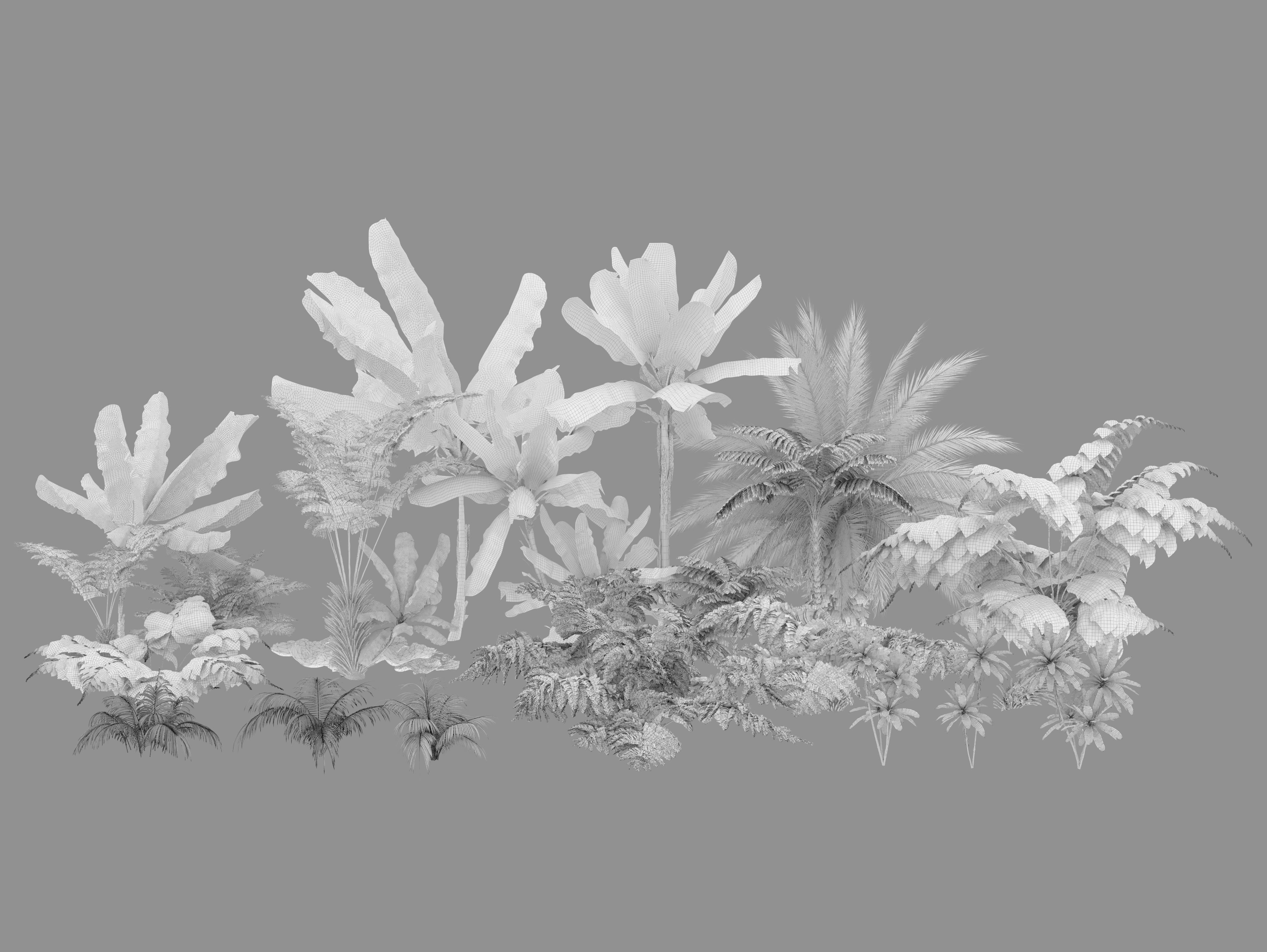Tropical plants 3D Model Collection_11