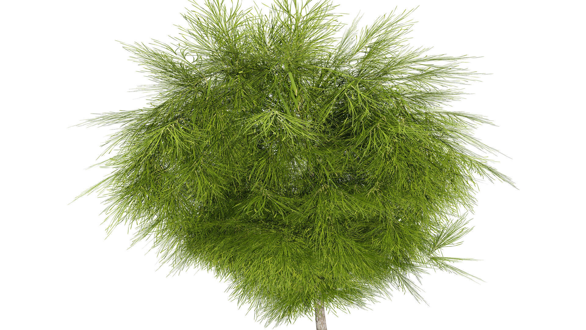 Acacia Cognata Tree Low-poly 3D model_6