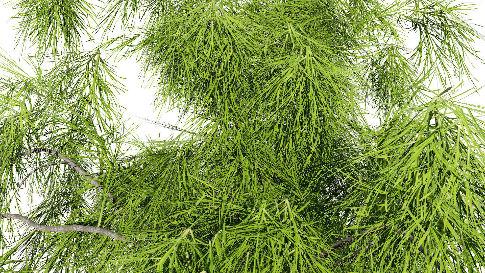 Acacia Cognata Tree Low-poly 3D model_4