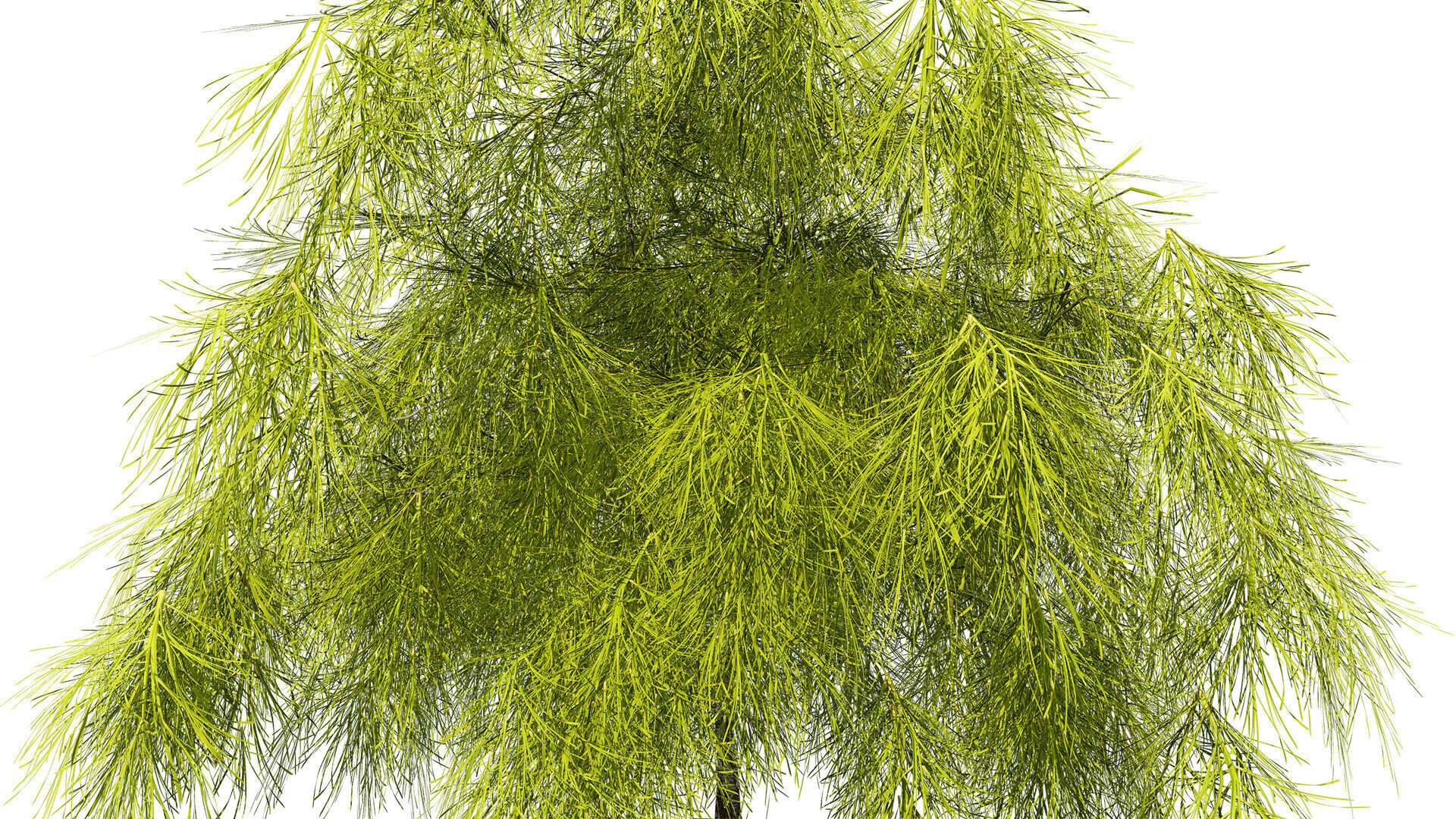 Acacia Cognata Tree Low-poly 3D model_2