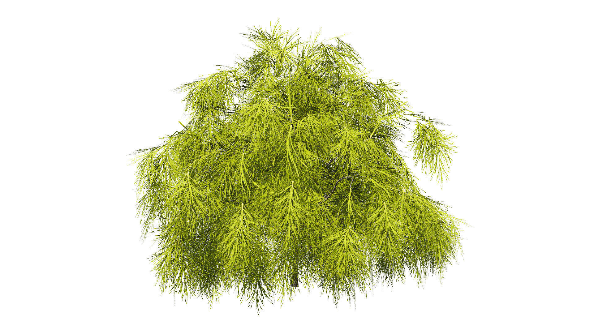 Acacia Cognata Tree Low-poly 3D model_1