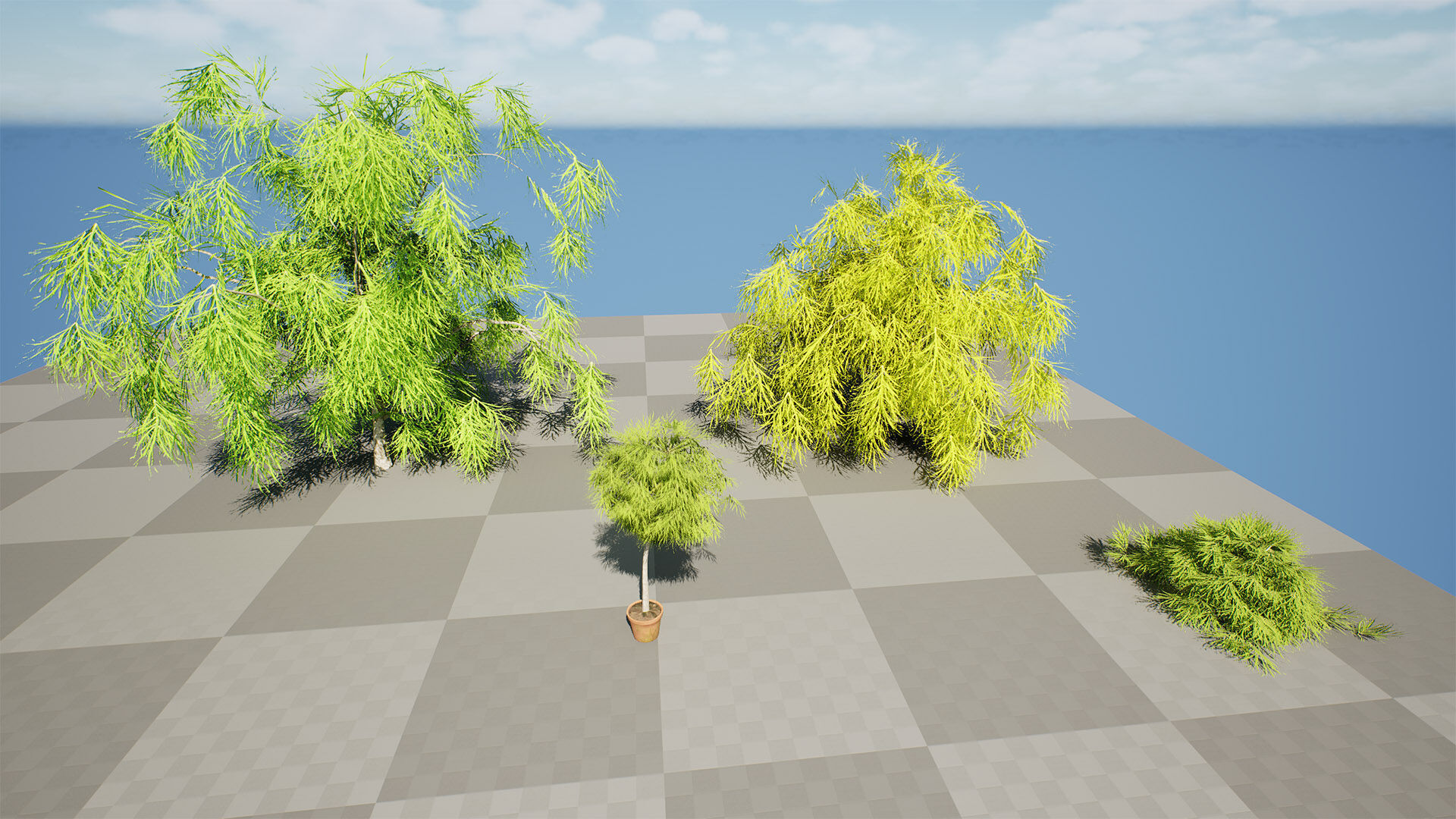 Acacia Cognata Tree Low-poly 3D model_9