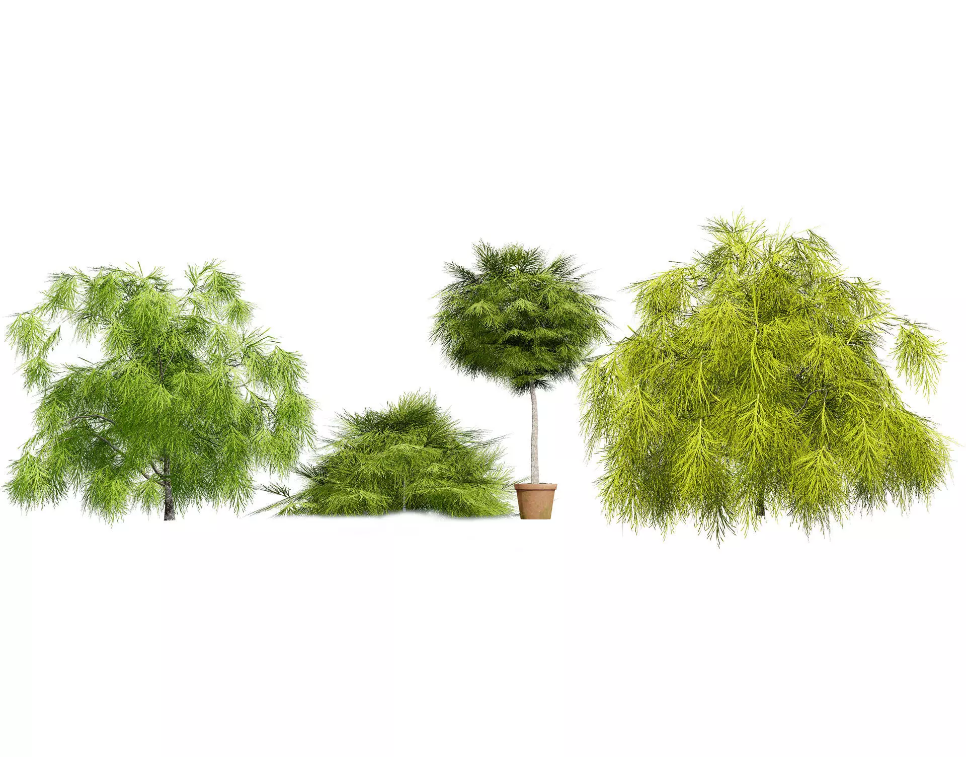 Acacia Cognata Tree Low-poly 3D model_0