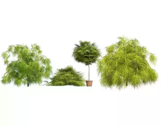 Acacia Cognata Tree Low-poly 3D model Acacia Cognata Tree Low-poly 3D model