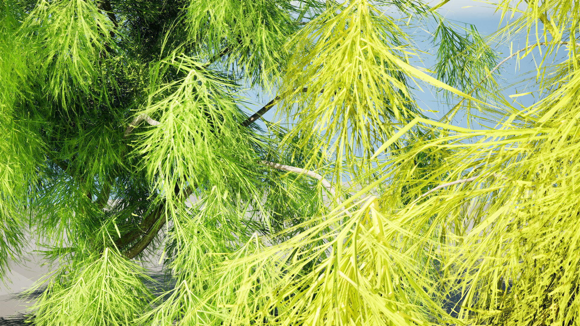 Acacia Cognata Tree Low-poly 3D model_10