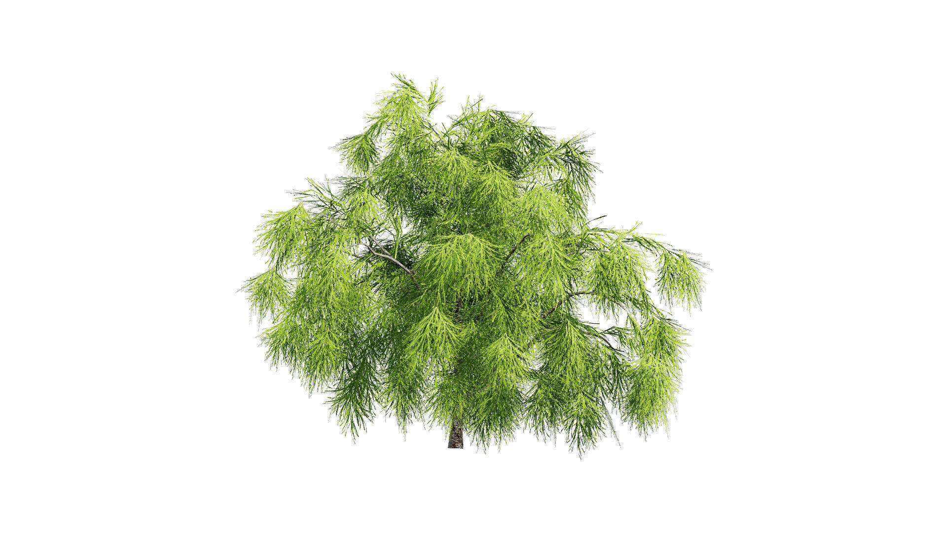 Acacia Cognata Tree Low-poly 3D model_3