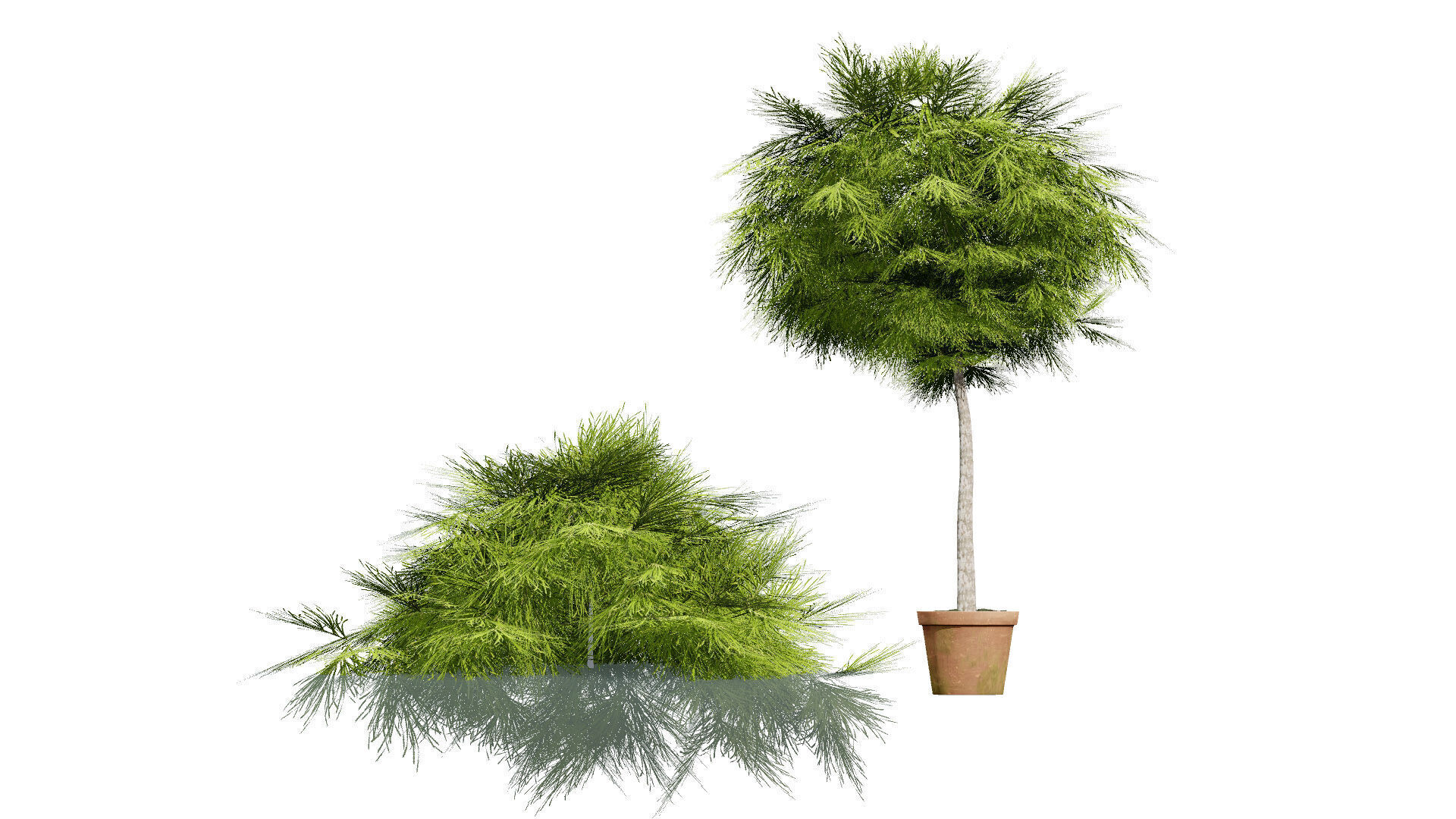 Acacia Cognata Tree Low-poly 3D model_5