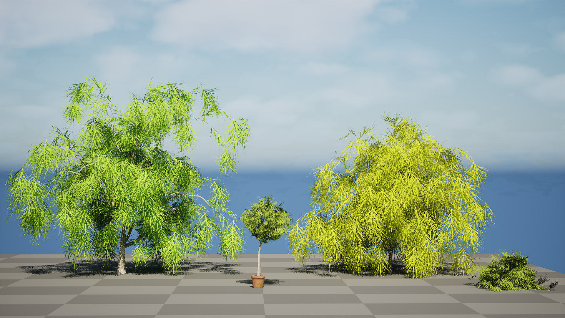Acacia Cognata Tree Low-poly 3D model_8
