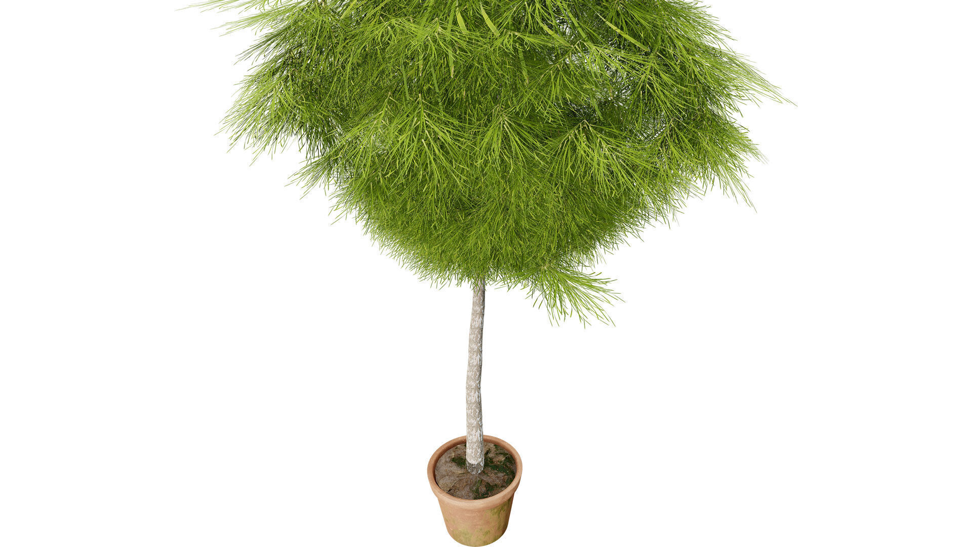 Acacia Cognata Tree Low-poly 3D model_7