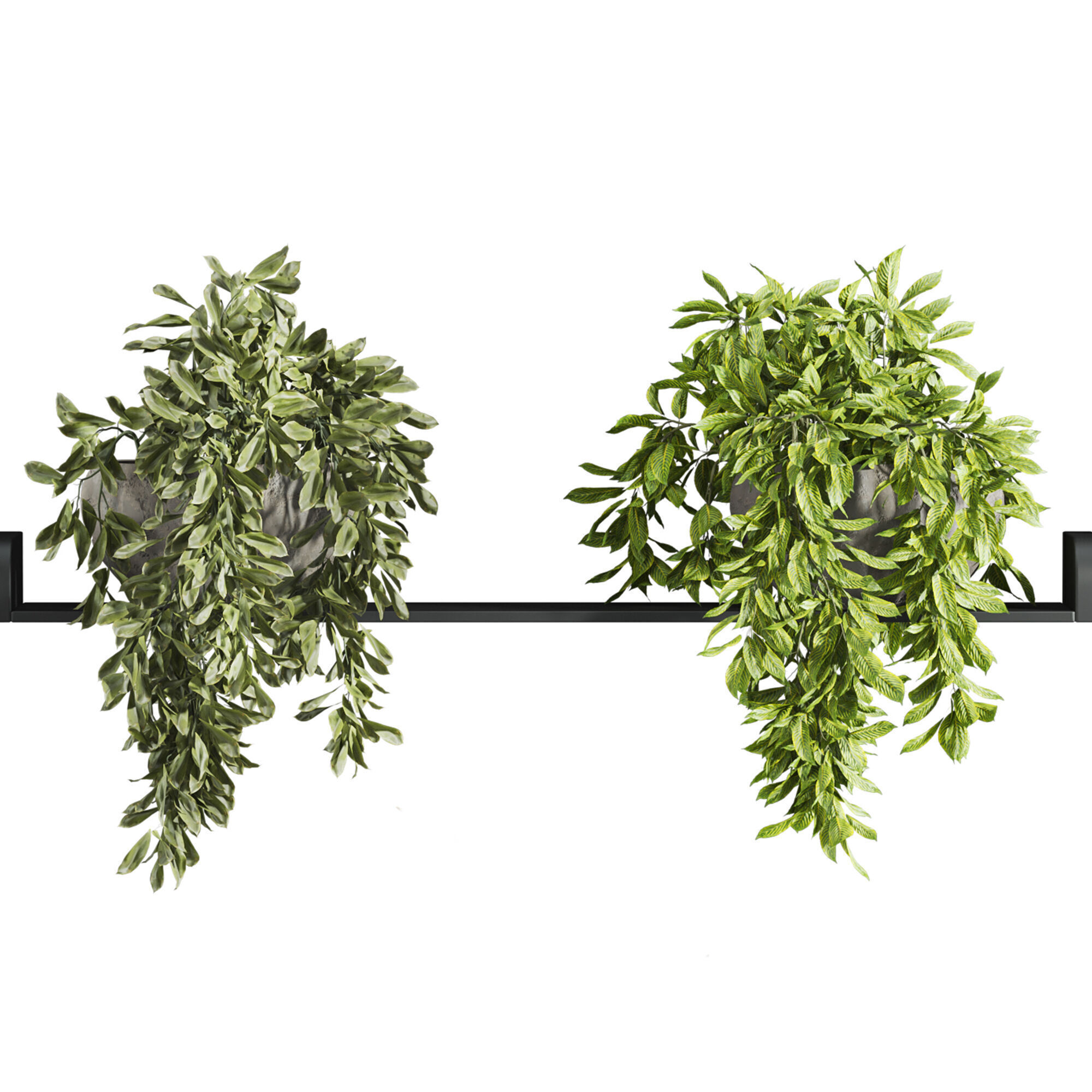 Plants Set 3D model_2