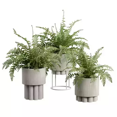 Sword Fern Plant Set 02