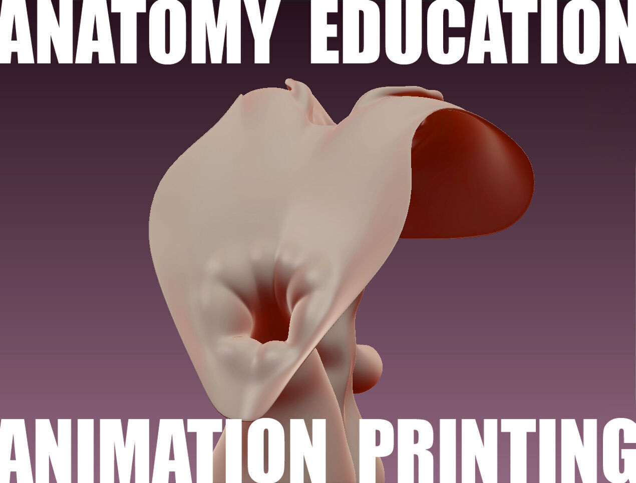 Female Genital Anatomy B-4 Low-poly 3D model_2
